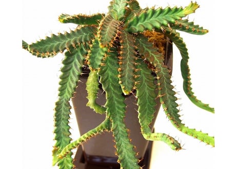 ユーフォルビア ステラータ 飛竜  Euphorbia stellata13  発根済み