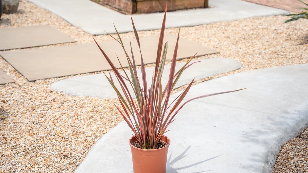 ニューサイラン | mana's farm:塊根植物・アガベ・ドライガーデン植物