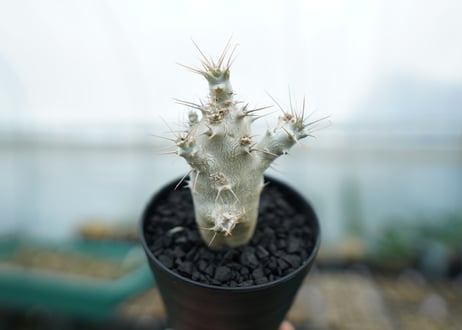 パキポディウム　サンデルシー　Pachypodeium saundersii　No.1
