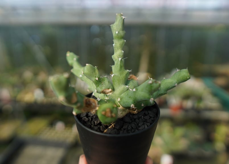 ユーフォルビア クリビコラ Euphorbia clivicola | mana's farm