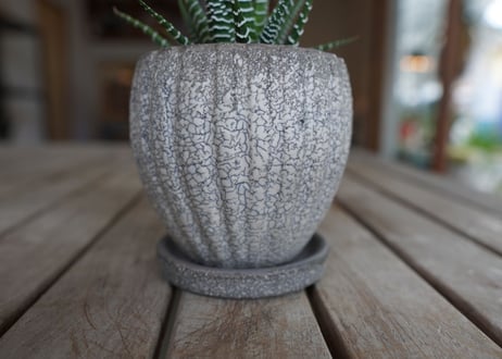 十二の巻　Haworthia fasciata