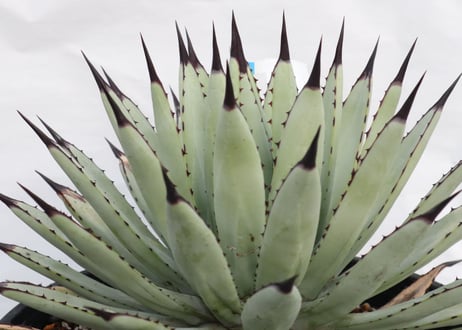 Agave macroacantha Icicle blue form