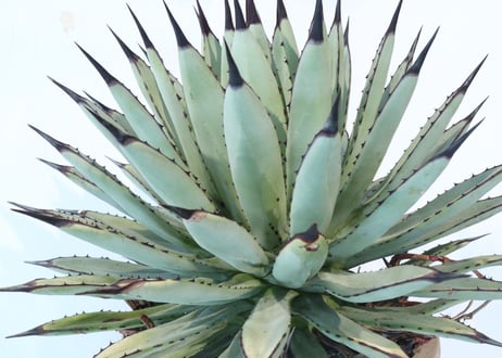 Agave macroacantha 'Icicle' BLUE FORM