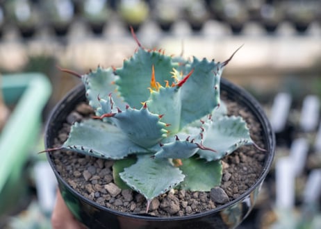 アガベ　ポタトラム　”スポーン”　agave potatorum "spawn"