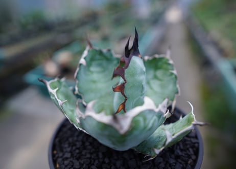 アガベ　チタノタ　 ブラックアンドブルー 　Agave titanota black and blue　No.1