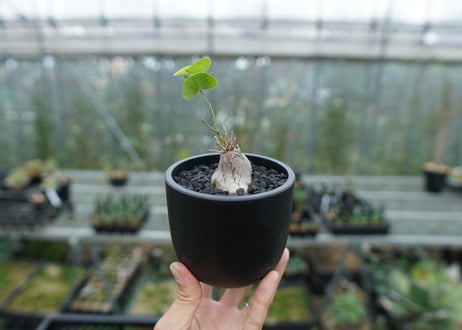 ディオスコレア　シルバティカ　Dioscorea sylvatica