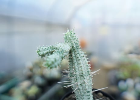 ユーフォルビア　ミルクトロン　Euphorbia mammillaris cv. variegat　No.3