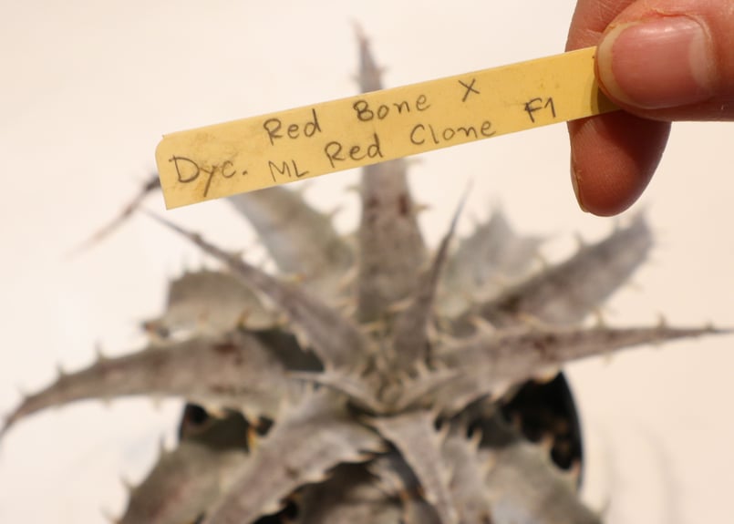 Dyckia Red Bone X ML Red Clone F1 | mana