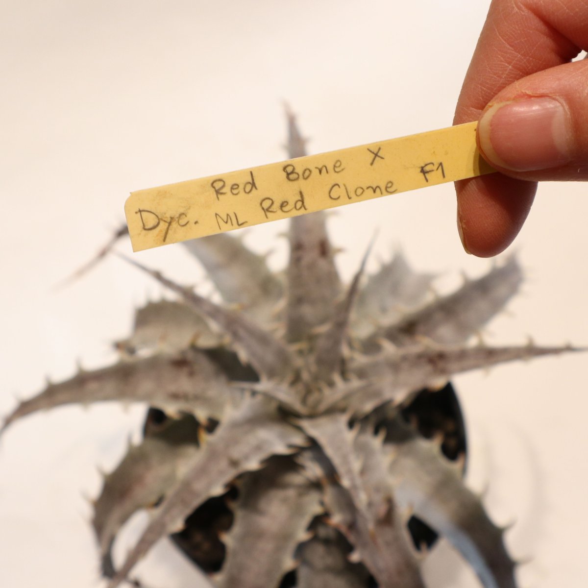 Dyckia Red Bone X ML Red Clone F1 | mana's farm