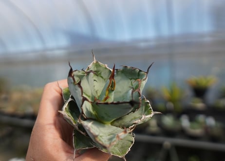 agave titanota ブラック＆ブルー　No.6