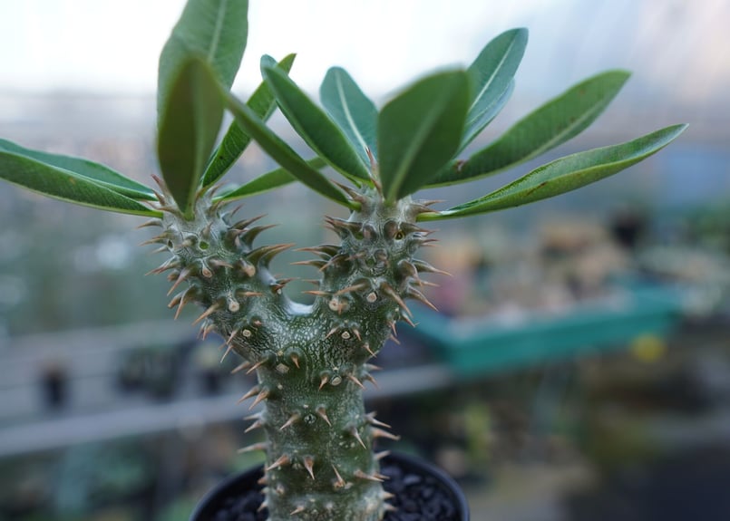 パキポディウム 伊藤ハイブリッド Pachypodium 'Itoh Hybrid' No.