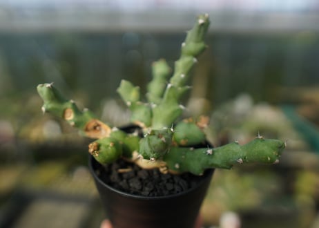 ユーフォルビア クリビコラ　Euphorbia clivicola