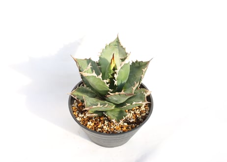 Agave titanota FO-76 dwarf  compacta