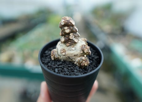 ドルステニア フォエチダ Dorstenia foetida　No.3
