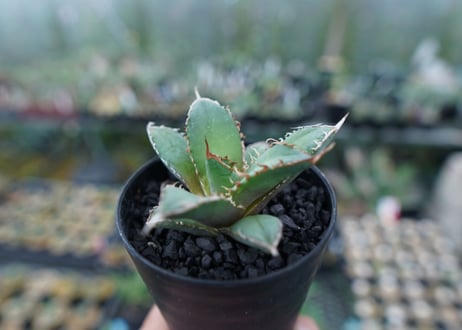 アガベ　チタノタ　FO-76　Agave titanota  FO-76　No.10