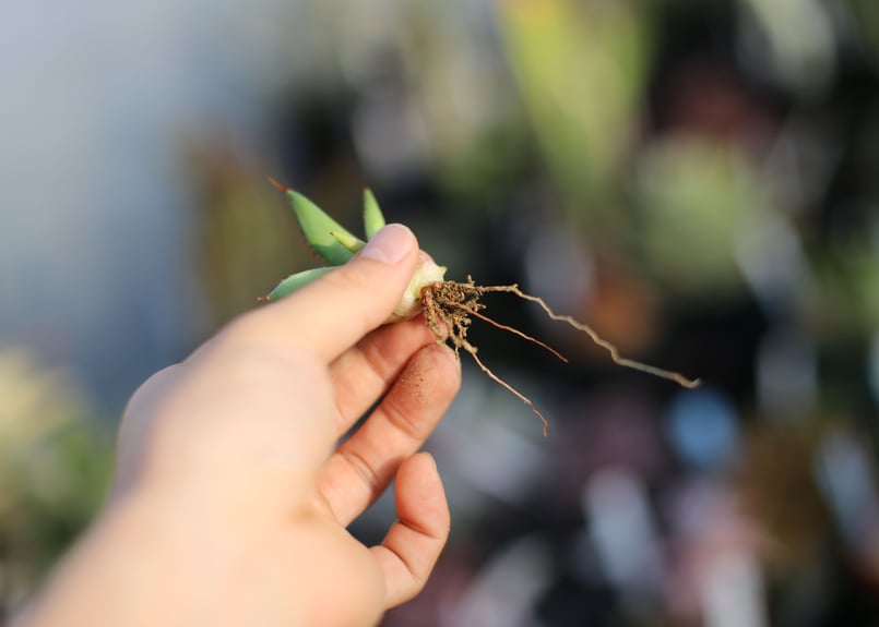 アガベ ホリダ 子株 | mana's farm:塊根植物・アガベ・ドライガーデン