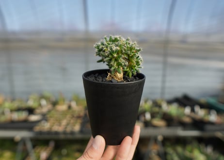 トリコディアデマ　デンサム　Trichodiadema densum  No.2