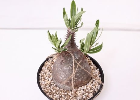 Pachypodium Gracilius パキポディウム  グラキリス  未発根  no. ７