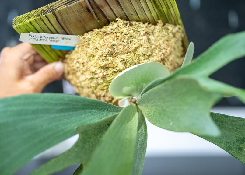 ビカクシダ ビフルカツムホワイト P.bifurucatum white | mana's f