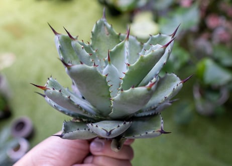 potatorum x macroacantha mini NO.1