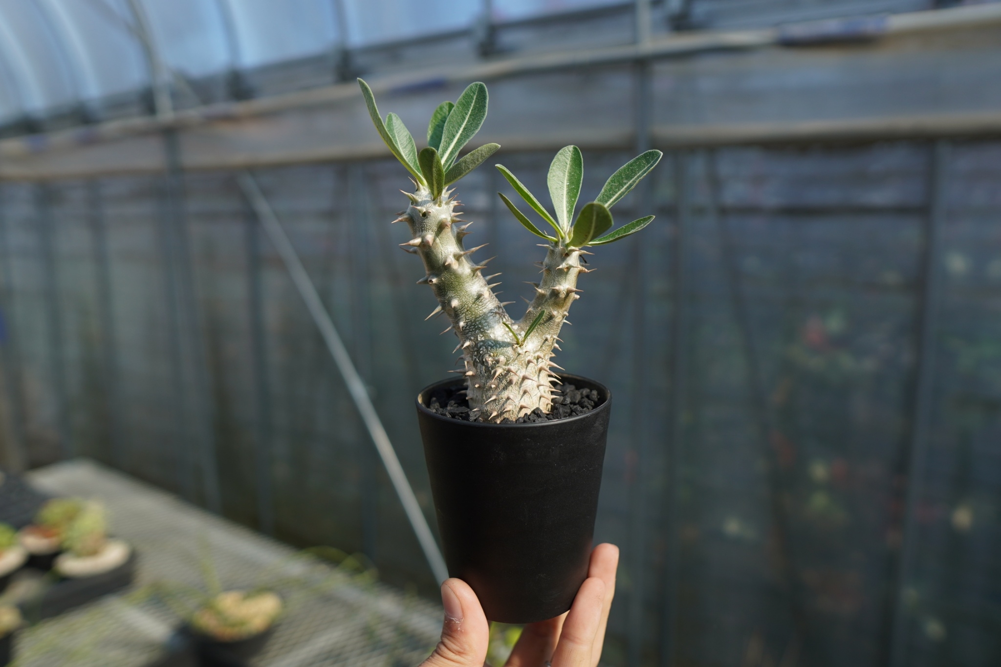 パキポディウム 伊藤ハイブリッド Pachypodium 'Itoh Hybrid' No.