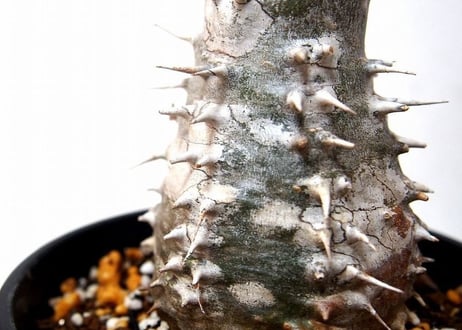 Pachypodium rosulatum   パキポディウム　ロスラーツム