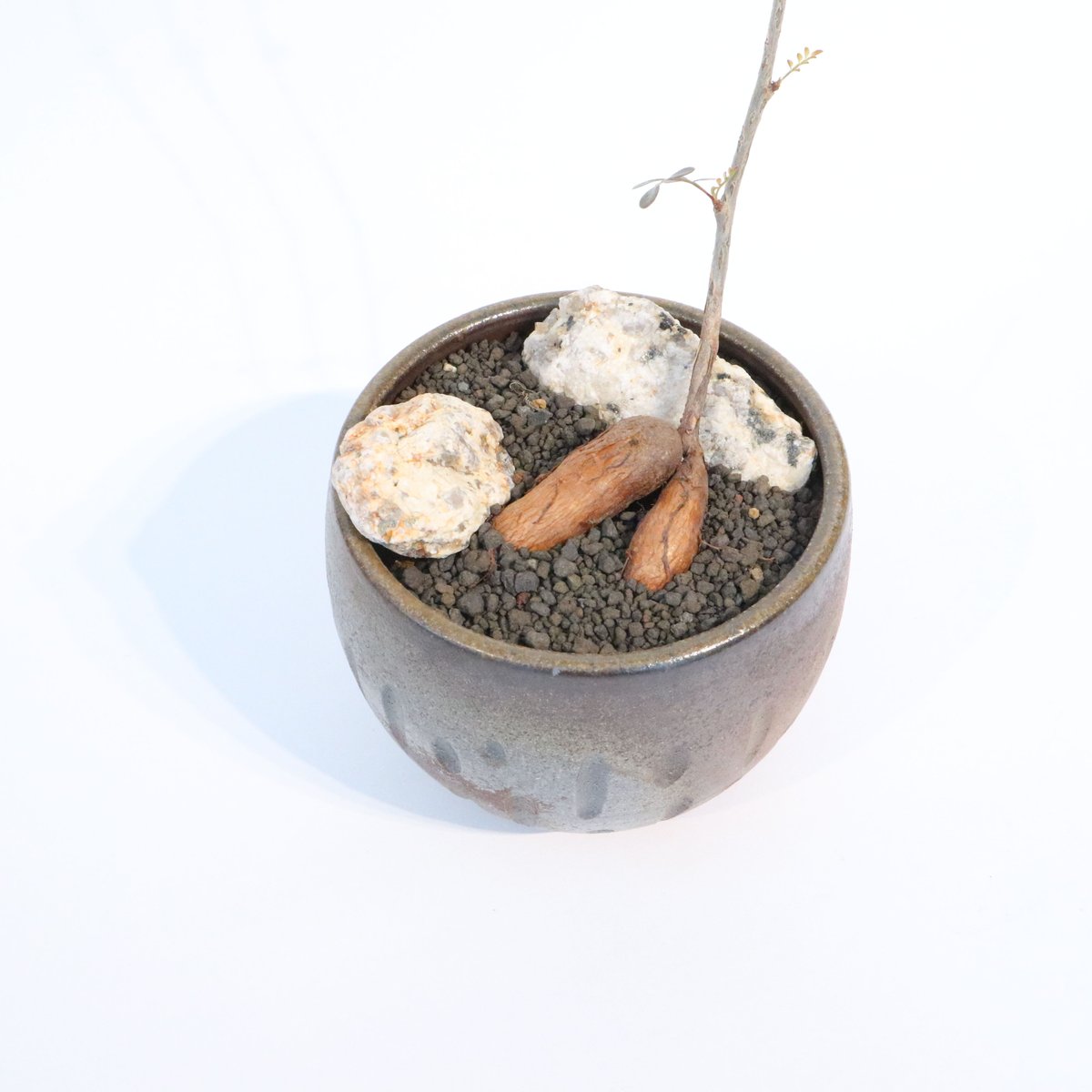 オペルクリカリア デカリー 根ざし | mana's farm:塊根植物