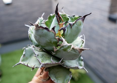 Agave B&B  №3