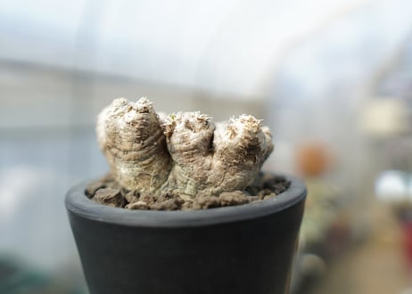 パキポディウム　恵比寿笑い　Pachypodium brevicaule