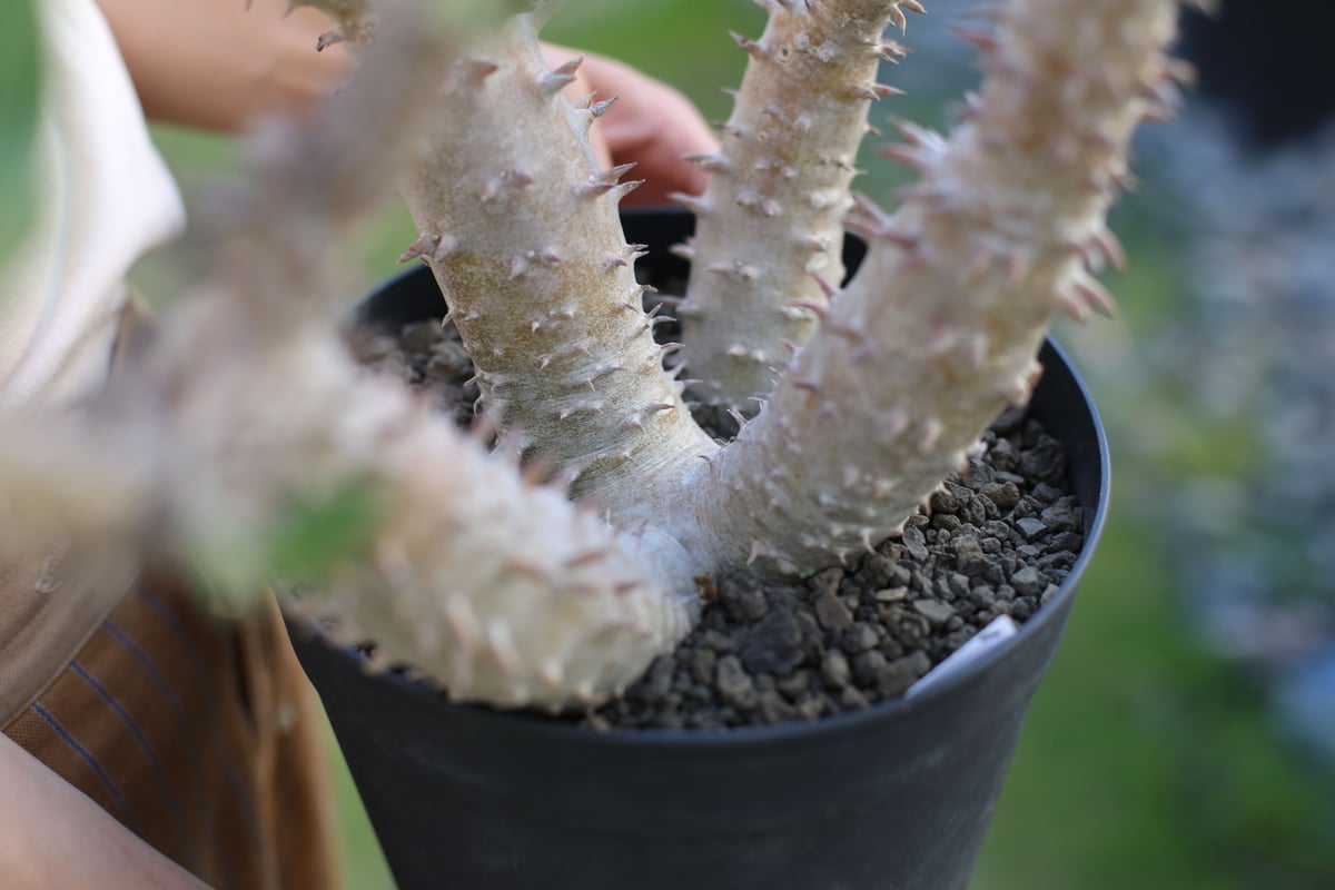 パキポディウム ホロンベンセxデンシフローラム 実生 | mana's farm