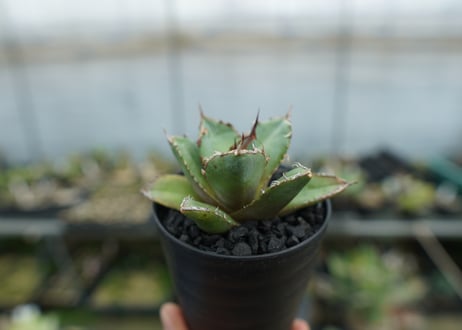 アガベ　チタノタ　FO-76 Agave titanota FO-76  No.3