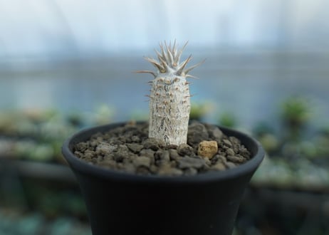 パキポディウム　カクチぺス　Pachypodium cactipes  No.2