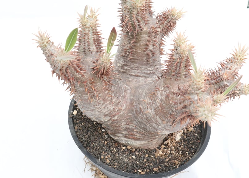 パキポディウム　ホロンベンセ(発根済み) パキポディウム ホロンベンセ – linkplants -リンクプランツ-