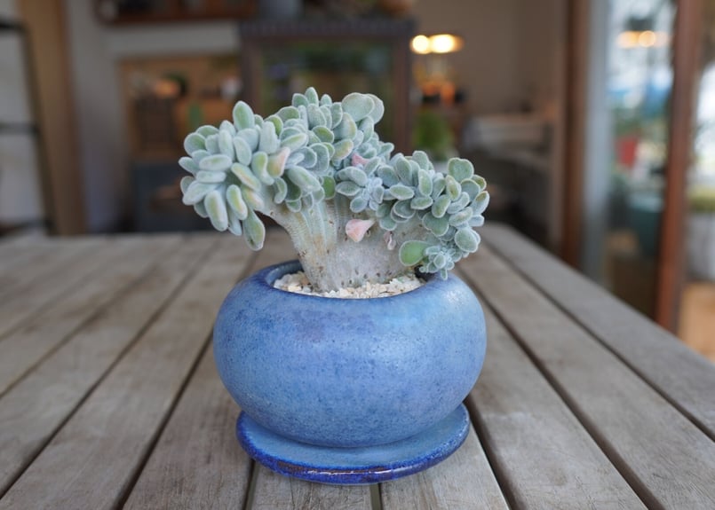 エケベリア フロスティー Echeveria pulvinata 