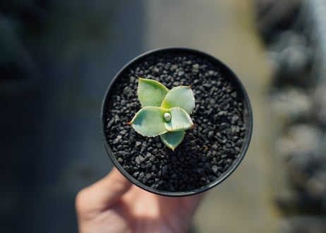 アガベ　パリー　トランカータ　Agave parryi var. truncata