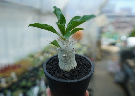 パキポディウム　サンデルシー　Pachypodeium saundersii  No.9