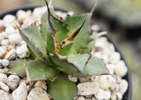 Agave titanota hades No.2