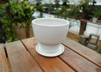 長谷川園芸産】亀甲竜 Dioscorea elephantipes 5寸 | mana's