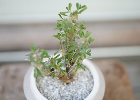 Sarcocaulon patersonii