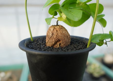 亀甲竜　Dioscorea elephantipes