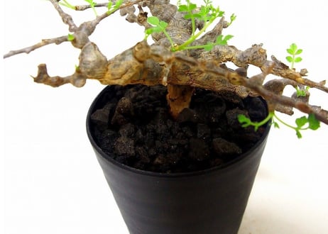 Commiphora sp. 'Eyl' コミフォラ エイル　№2