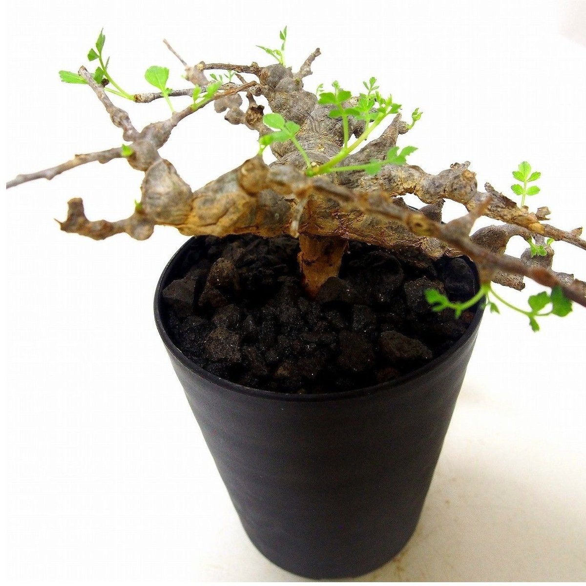 Commiphora sp. 'Eyl' コミフォラ エイル №2 | mana's gree Commiphora sp. 'Eyl' コミフォラ エイル №2 | mana's gree