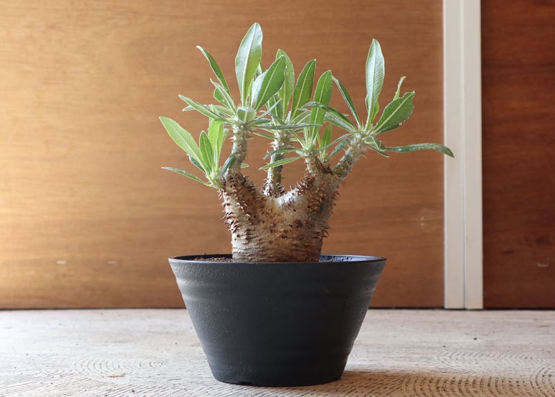 パキポディウム　ホロンベンセ(発根済み) パキポディウム ホロンベンセ 現地球 安心の発根済み - メルカリ