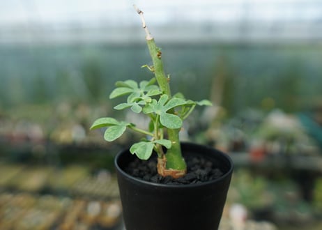 アデニア　グラウカ　Adenia Glauca　No.1