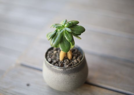 オトンナ　ツベローサ　Othonna tuberosa
