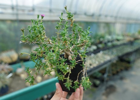 トリコディアデマ　SP　Trichodiadema densum  SP