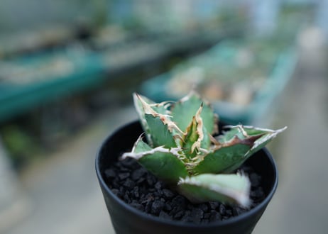 アガベ　チタノタ　白鯨　Agave titanota White whale　No.2