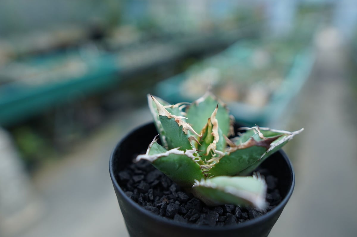 アガベ チタノタ 白鯨 Agave titanota White whale No.2 | m