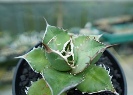 アガベ　チタノタ 　Agave titanota No.3