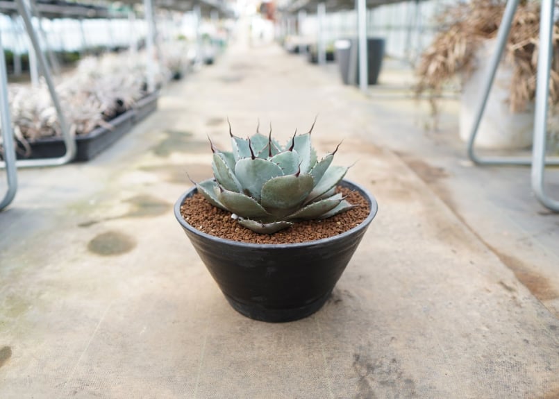 Agave parryi var. truncata | mana's farm:塊根植物・ア